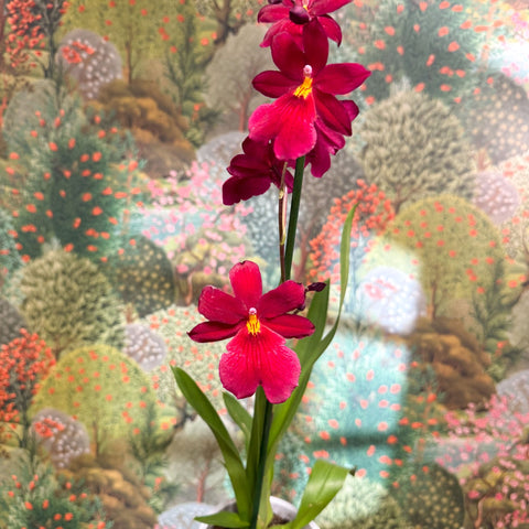 Oncidopsis Nelly Isler ‘Red Velvet’ – Cambria Orchid - Sprouts of Bristol