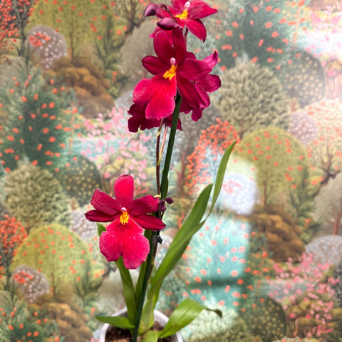 Oncidopsis Nelly Isler ‘Red Velvet’ – Cambria Orchid - Sprouts of Bristol