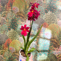 Oncidopsis Nelly Isler ‘Red Velvet’ – Cambria Orchid - Sprouts of Bristol