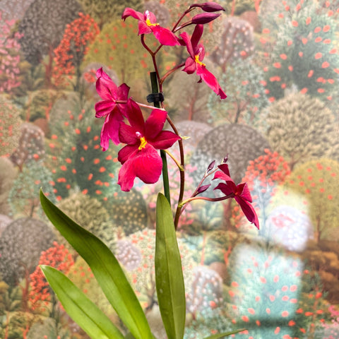 Oncidopsis Nelly Isler ‘Red Velvet’ – Cambria Orchid - Sprouts of Bristol