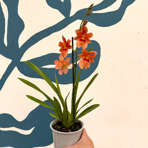 Oncidopsis × ‘Orange Nelly Isler’ – Orange Cambria Orchid - Sprouts of Bristol