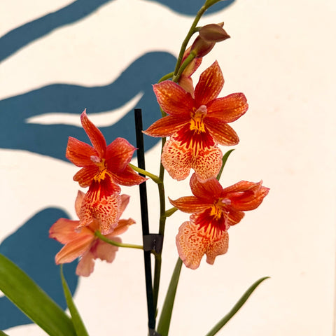 Oncidopsis × ‘Orange Nelly Isler’ – Orange Cambria Orchid - Sprouts of Bristol