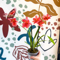 Oncidopsis x ‘Nelly Isler’ – Cambria Orchid - Sprouts of Bristol