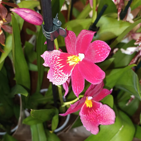 Oncidopsis x ‘Nelly Isler’ – Red Cambria Orchid - Sprouts of Bristol