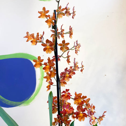 Orange Cambria Orchid - x Colmanara - Sprouts of Bristol