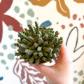 Orbea variegata – Starfish Plant - Sprouts of Bristol