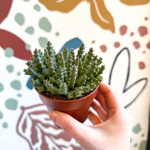 Orbea variegata – Starfish Plant - Sprouts of Bristol