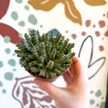 Orbea variegata – Starfish Plant - Sprouts of Bristol