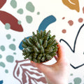 Orbea variegata – Starfish Plant - Sprouts of Bristol