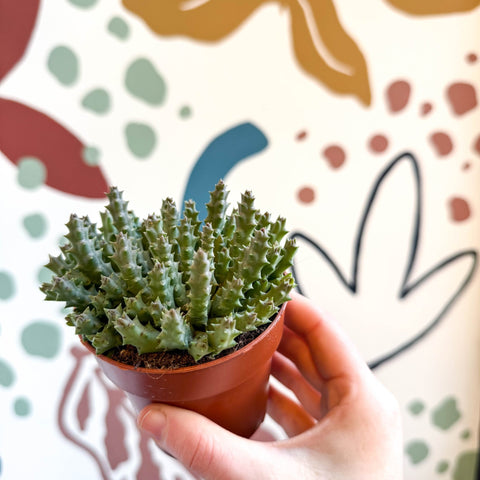 Orbea variegata – Starfish Plant - Sprouts of Bristol