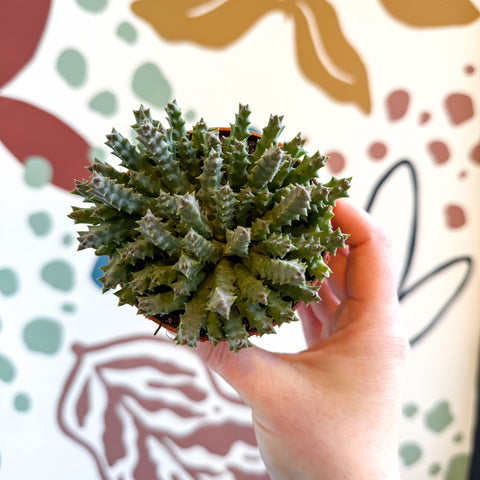 Orbea variegata – Starfish Plant - Sprouts of Bristol