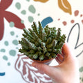 Orbea variegata – Starfish Plant - Sprouts of Bristol