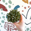 Orbea variegata – Starfish Plant - Sprouts of Bristol