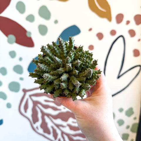 Orbea variegata – Starfish Plant - Sprouts of Bristol