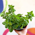 Oregano - Origanum vulgare 'Hot & Spicy' - British Grown Culinary Herbs - Sprouts of Bristol