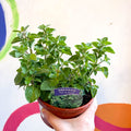 Oregano - Origanum vulgare 'Hot & Spicy' - British Grown Culinary Herbs - Sprouts of Bristol