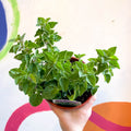 Oregano - Origanum vulgare 'Hot & Spicy' - British Grown Culinary Herbs - Sprouts of Bristol