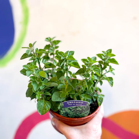 Oregano - Origanum vulgare 'Hot & Spicy' - British Grown Culinary Herbs - Sprouts of Bristol