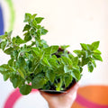 Oregano - Origanum vulgare 'Hot & Spicy' - British Grown Culinary Herbs - Sprouts of Bristol