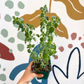 Oregano - Origanum vulgare 'Hot & Spicy' - British Grown Culinary Herbs - Sprouts of Bristol