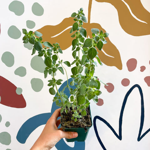 Oregano - Origanum vulgare 'Hot & Spicy' - British Grown Culinary Herbs - Sprouts of Bristol