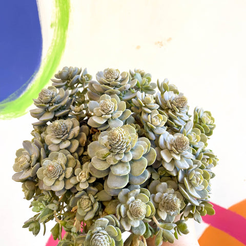 Orostachys furusei - Japanese Dunce Caps [Sedum] - Sprouts of Bristol