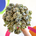 Orostachys furusei - Japanese Dunce Caps [Sedum] - Sprouts of Bristol