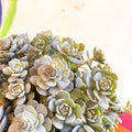 Orostachys furusei - Japanese Dunce Caps [Sedum] - Sprouts of Bristol