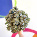 Orostachys furusei - Japanese Dunce Caps [Sedum] - Sprouts of Bristol