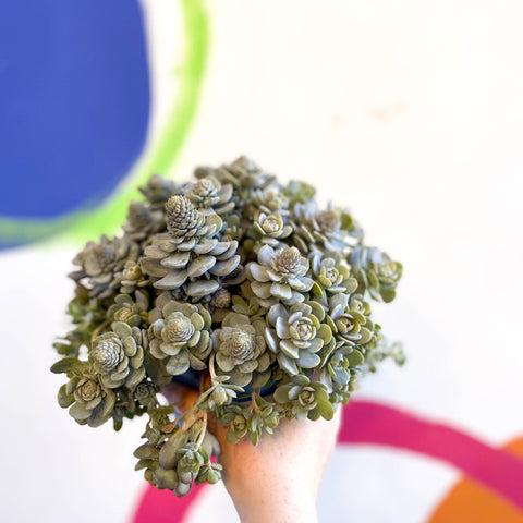 Orostachys furusei - Japanese Dunce Caps [Sedum] - Sprouts of Bristol