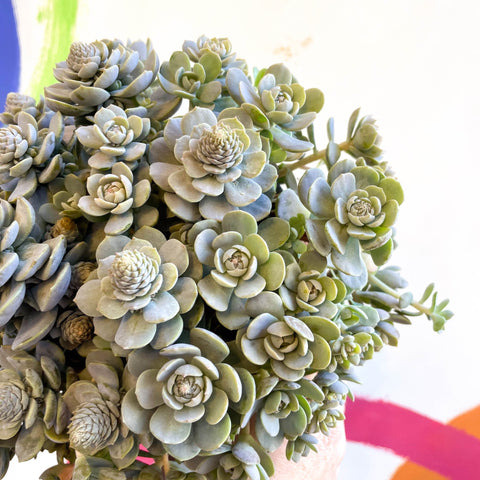 Orostachys furusei - Japanese Dunce Caps [Sedum] - Sprouts of Bristol