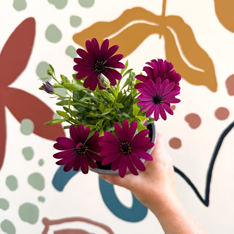 Osteospermum ‘Erato Purple’ - African Daisy - British Grown (Copy) - Sprouts of Bristol