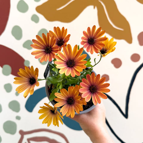 Osteospermum 'Tradewinds Yellow Imp' - African Daisy - British Grown - Sprouts of Bristol