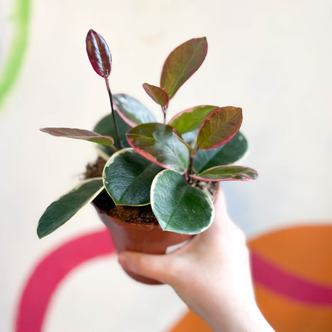 Outer Variegated Wax Plant - Hoya australis 'Blondie' - Sprouts of Bristol