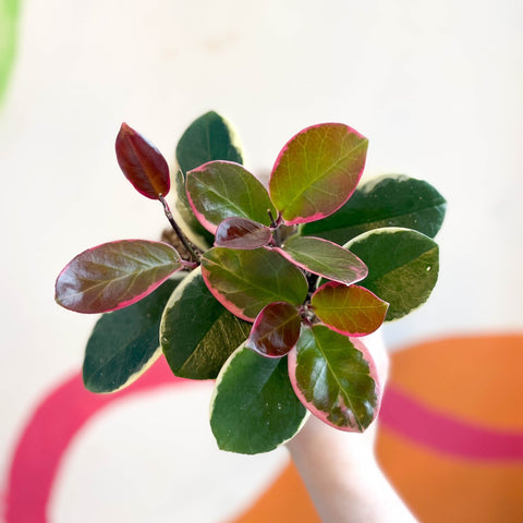 Outer Variegated Wax Plant - Hoya australis 'Blondie' - Sprouts of Bristol