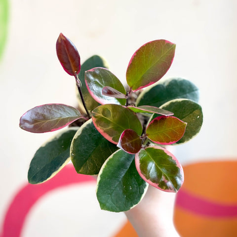 Outer Variegated Wax Plant - Hoya australis 'Blondie' - Sprouts of Bristol