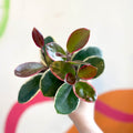 Outer Variegated Wax Plant - Hoya australis 'Blondie' - Sprouts of Bristol