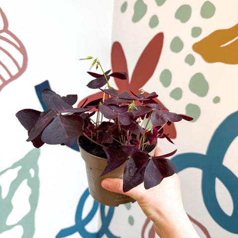 Oxalis triangularis 'Mijke' - Purple Shamrock - Sprouts of Bristol