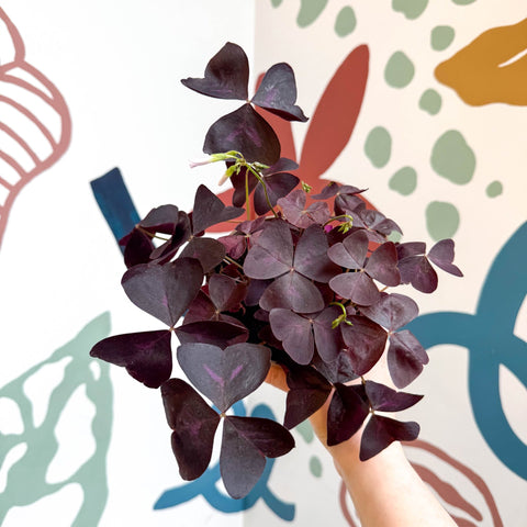 Oxalis triangularis 'Mijke' - Purple Shamrock - Sprouts of Bristol