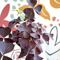 Oxalis triangularis 'Mijke' - Purple Shamrock - Sprouts of Bristol