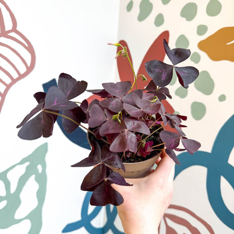 Oxalis triangularis 'Mijke' - Purple Shamrock - Sprouts of Bristol