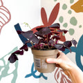 Oxalis triangularis 'Mijke' - Purple Shamrock - Sprouts of Bristol