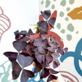 Oxalis triangularis 'Mijke' - Purple Shamrock - Sprouts of Bristol