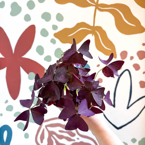 Oxalis triangularis - Purple Shamrock - Sprouts of Bristol