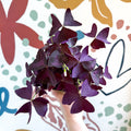 Oxalis triangularis - Purple Shamrock - Sprouts of Bristol