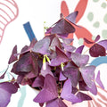 Oxalis triangularis - Purple Shamrock - Sprouts of Bristol