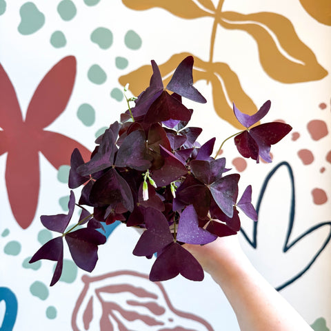 Oxalis triangularis - Purple Shamrock - Sprouts of Bristol