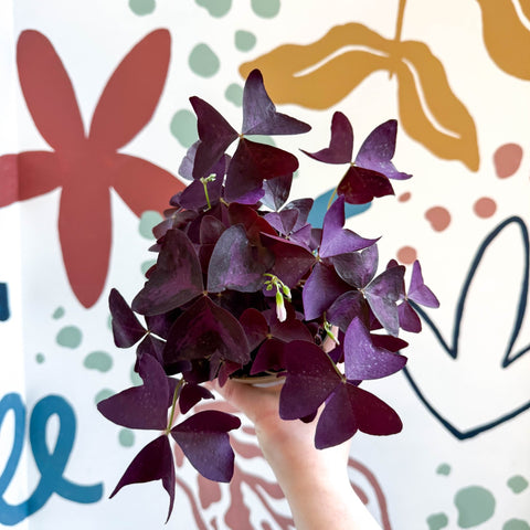 Oxalis triangularis - Purple Shamrock - Sprouts of Bristol