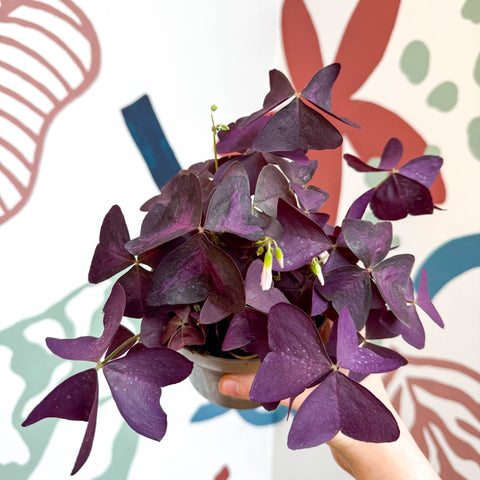Oxalis triangularis - Purple Shamrock - Sprouts of Bristol