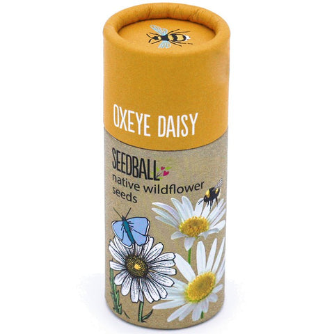 Oxeye Daisy Wildflower Seedball Tubes - Sprouts of Bristol